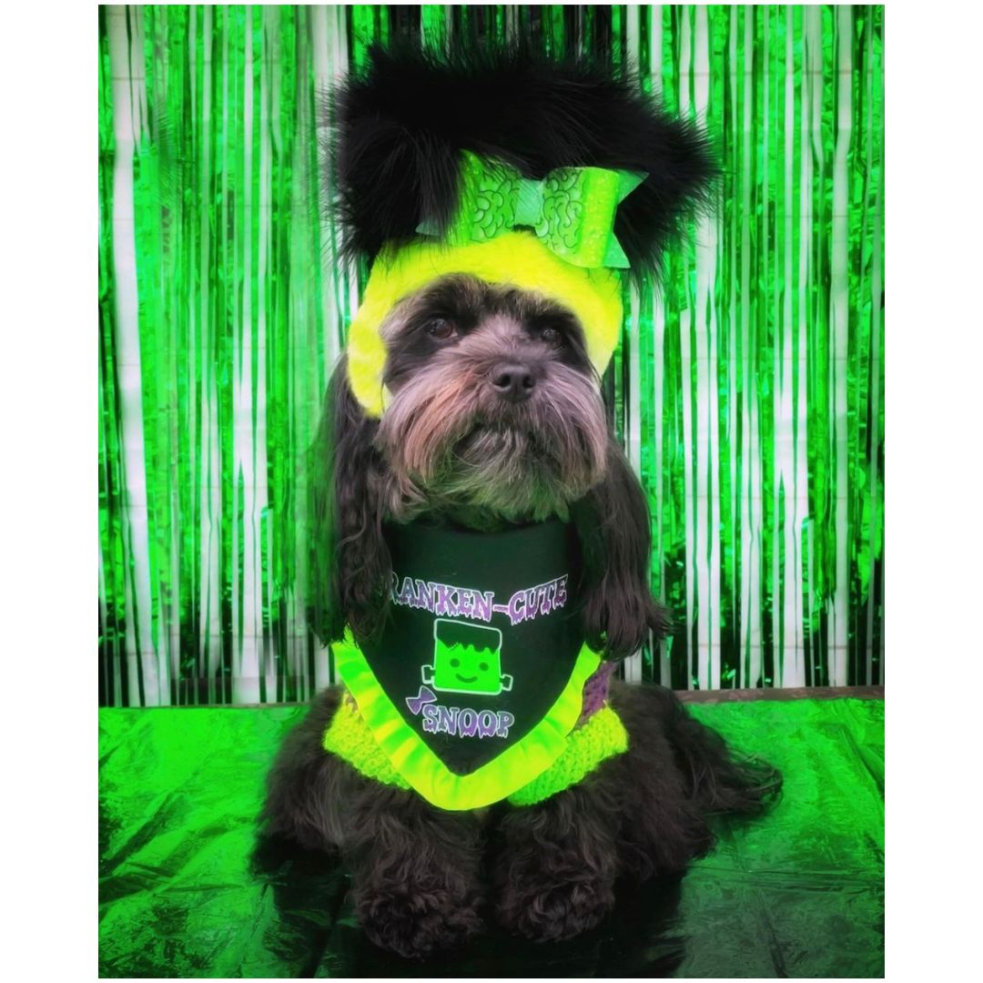 Cute black dog wearing Frankenstein theme Halloween dog bandana