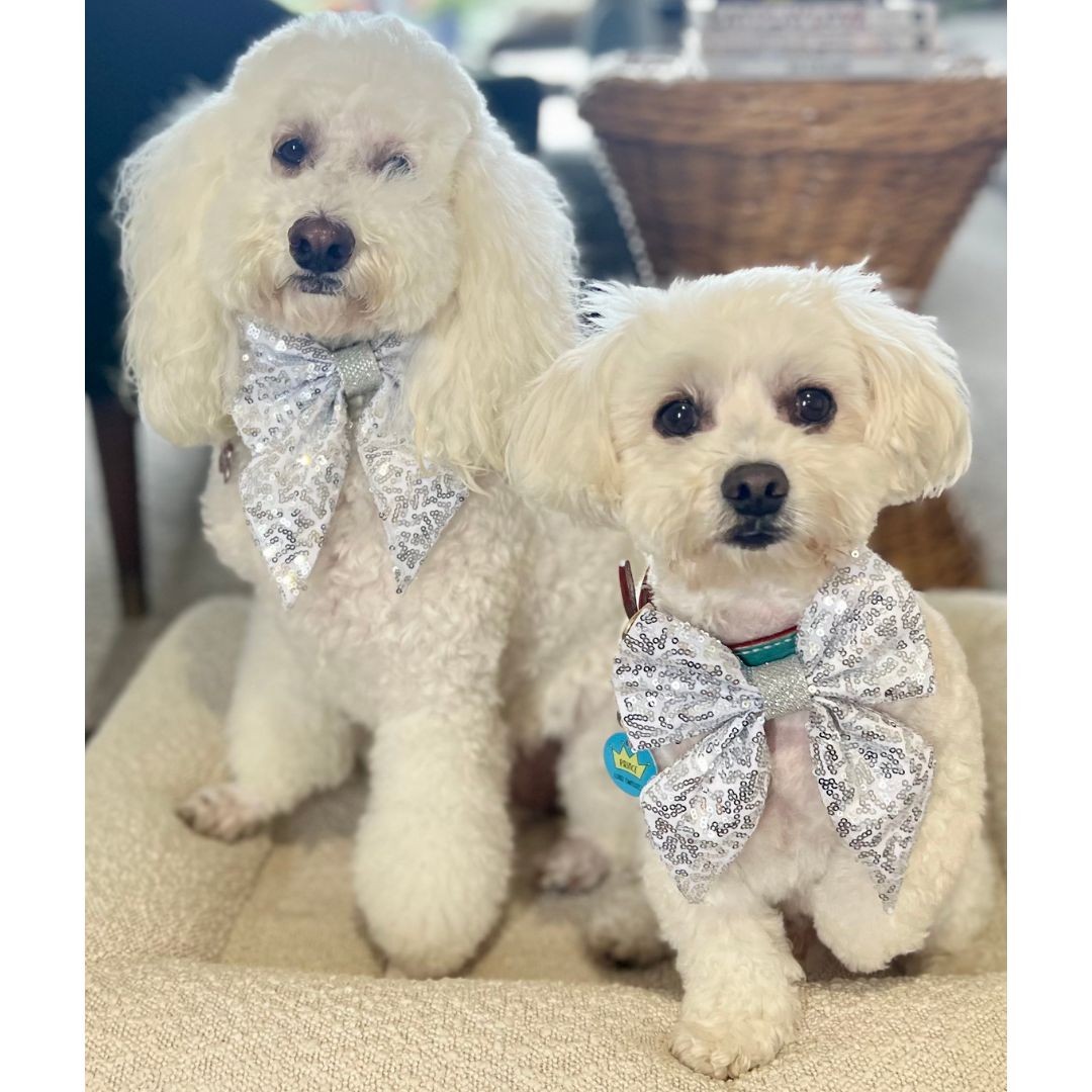 Cute white dogs wearing silver sailor bows for a wedding