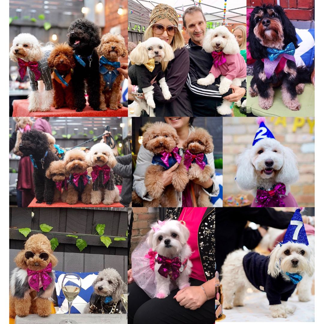 cute dogs wearing sequin bow ties for dog birthday party